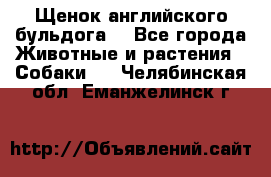 Щенок английского бульдога  - Все города Животные и растения » Собаки   . Челябинская обл.,Еманжелинск г.